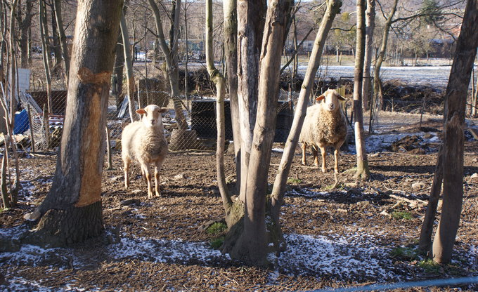 Schafes Doppelpack