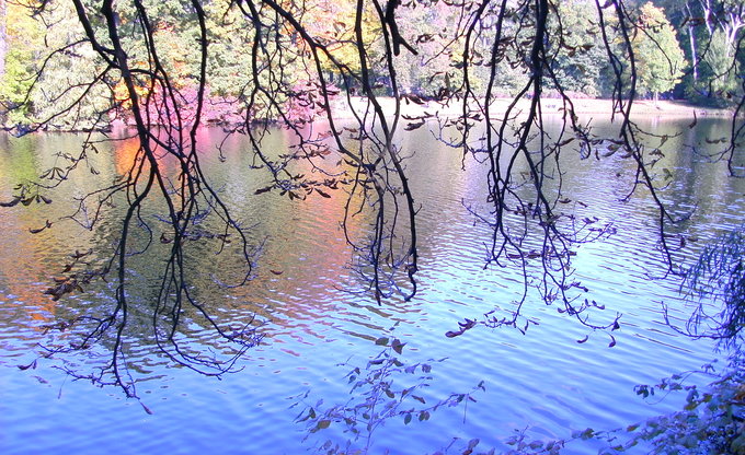 trees in water