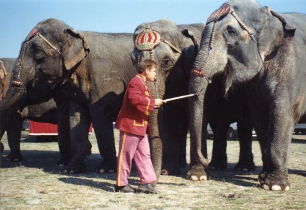zirkus-krone-elefantenhaken-02.jpg