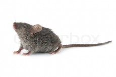 Bild von Kleine Maus